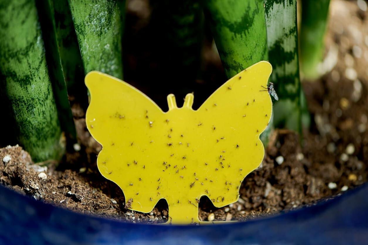 60Pcs Fungus Gnat Sticky Traps with Ties for Indoor Plants - Yellow